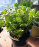 碰碰香一抹香盆栽迷迭香植物薄荷綠植室內花卉陽(yáng)臺肉老樁Y 一抹香一盆 曬單實(shí)拍圖