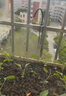 潤卡儂大屏幕自動(dòng)澆水器澆花神器智能定時(shí)花園霧化噴頭中文噴淋灌溉系統 曬單實(shí)拍圖