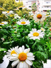 京厽瑪格麗特菊花盆栽四季開花卉植物室內(nèi)花苗帶花綠植陽臺庭院好養(yǎng)活 瑪格麗特   羽毛白帶花發(fā)貨 帶盆栽好 曬單實拍圖