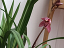 華香園蘭花 細(xì)葉寒蘭 濃幽香型 冬帶花苞 室內(nèi)外盆栽花卉耐陰綠植 細(xì)葉寒蘭2苗裸根發(fā)貨帶花苞 曬單實(shí)拍圖