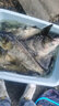 天元 武漢競(jìng)技千川魚護(hù)紅黑款涂膠速干防掛漁網(wǎng)裝魚袋魚網(wǎng)網(wǎng)兜漁護(hù) 競(jìng)技千川魚護(hù)42*280cm 曬單實(shí)拍圖