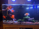 馬印全光譜LED魚缸筒燈金魚燈泰獅專用爆藻增色增紅蘭壽增艷燈魚缸燈 全光譜筒燈60W快速爆藻（無支架） 曬單實(shí)拍圖