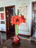 春枝韻年宵花封蠟朱頂紅種球禮盒進(jìn)口球根花卉室內(nèi)裝飾無水無土即可開花 紅君主(紅球) 34/36cm 曬單實(shí)拍圖