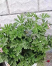 驅(qū)蚊草盆栽植物薄荷室內(nèi)綠植祛蚊種籽子庭院香葉天竺葵開(kāi)花防蚊蟲(chóng) 驅(qū)蚊驅(qū)蚊草1盆原土無(wú)盆送肥料 曬單實(shí)拍圖
