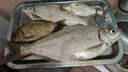 佳釣尼（JIADIAONI）絕密小懶蟲(chóng)免開(kāi)餌鮮蝦餌生鮮蝦滑蝦拉餌料秋冬魚(yú)餌鯽魚(yú)鯉魚(yú)紅蟲(chóng)餌 【免開(kāi)餌】紅蟲(chóng)蝦拉 100g*5包 曬單實(shí)拍圖