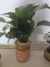 開時果 綠植盆栽辦公室彩色懶人盆 水培水養(yǎng)綠植物盆景源頭直發(fā)包郵 綠蘿+萬重山+吊蘭 含盆 曬單實拍圖
