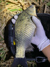 民間藝人短漂淺水漂醒目加粗高靈敏鯽魚(yú)漂草洞冰釣打浮小魚(yú)白條野釣浮漂 QS01輕口鯽魚(yú)吃鉛：0.84g 曬單實(shí)拍圖