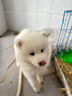 夢(mèng)茜兒純種薩摩耶幼犬活體寵物狗狗微笑天使熊版薩摩耶小狗狼版薩摩耶狗 寵物級 精品 母 曬單實(shí)拍圖