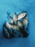 川品社搖三搖小藥套裝秋冬野釣鯉魚(yú)鯽魚(yú)避雜魚(yú)粘餌空鉤粘粉沾米餌料套裝 粘粉+三色米+蝦磷紅蟲(chóng)劑 曬單實(shí)拍圖