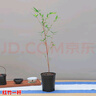 紅竹盆景觀(guān)音竹書(shū)房庭院陽(yáng)臺植物小紅竹子苗竹子盆栽室內桌面綠植 【黑竹紫寒竹一桿】 曬單實(shí)拍圖