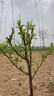 呈楚櫻桃樹(shù)苗車(chē)厘子果樹(shù)苗嫁接苗南方北方種植水果櫻桃苗庭院盆栽地栽 黑油皇后 3年以上苗當年結果 曬單實(shí)拍圖