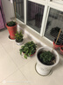 幸福樹(shù)客廳大型盆栽平安樹(shù)辦公室綠植客廳大盆栽高級花卉植物大型 不含盆 25厘米幸福樹(shù)+根部原盆 曬單實(shí)拍圖