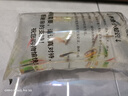 蝶翼斑馬魚長尾長鰭觀賞魚冷水小型淡水金魚活體好養(yǎng)淡水觀賞魚 大號(hào)蝶翼隨機(jī)3.5-4厘米15+3備損 曬單實(shí)拍圖
