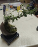 OIMG紅花六月雪盆景懸崖式老樁辦公室綠植桌面好養(yǎng)小盆栽植物室內(nèi)擺件 【紅花】月亮瓷盆+PVC方底座（無花） 帶盆栽好 曬單實拍圖