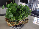 京悠雨銅錢草種子精品大葉水培金錢草籽庭院室內(nèi)外綠植物盆栽景四季好養(yǎng) 【精選大葉品種 株型挺拔】銅錢草*1 【帶盆栽好】 曬單實(shí)拍圖