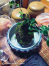 臨雅小葉福建茶盆栽苔蘚球老樁植物室內(nèi)桌面四季常青禪意盆景好養(yǎng)綠植 福建茶+紫砂盤+梨花木托+苔蘚球 曬單實(shí)拍圖