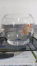 AIPHAROW精品泰獅金魚活魚獅子頭小金魚好養(yǎng)耐活易養(yǎng)活冷水包金元寶觀賞苗 7-8cm精品娃娃臉紅白泰獅 1條 曬單實(shí)拍圖