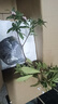不怕冷不怕熱的花耐寒耐凍花卉冬天不怕冷的花室外植物易活耐曬花 金邊瑞香(富貴盆) 帶盆栽好 曬單實(shí)拍圖