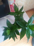 創(chuàng)京鑫選觀音竹富貴竹水培植物帶根花卉綠植綠蘿室內盆栽轉運竹不支持退換 觀音竹3棵簡易杯+營養(yǎng)液 0cm 不含托盤 曬單實拍圖