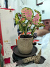 八芽如意盆栽吉利紅室內好養花卉小綠植辦公桌面植物盆景源頭直發(fā)包郵 迷你吉利紅-星徽盆-紫砂托盤(pán)-圓木托 帶陶瓷盆栽好 曬單實(shí)拍圖