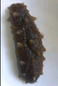 棒棰島大連有機(jī)冷凍海參1500g海鮮水產(chǎn)3斤非即食海參禮盒底播遼刺參孕婦 冷凍海參 300g 6-8只簡裝 曬單實(shí)拍圖