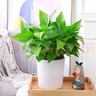 綠有意綠蘿水培綠植物盆栽室內(nèi)發(fā)財(cái)樹富貴竹文綠籮薄荷多肉花卉四季好養(yǎng) 富貴椰子+梔子花【繁星盆】 含盆 曬單實(shí)拍圖