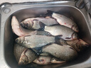 久巖尤尼吉可線(xiàn)組釣魚(yú)線(xiàn)子線(xiàn)強拉力低延展黑坑正品競技魚(yú)線(xiàn) 尤尼吉可線(xiàn)組【5.4米】無(wú)結綁制 2.5號 曬單實(shí)拍圖