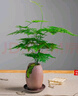 花翁梔子花盆栽植物花卉【多分支大苗】梔子花+菠蘿吸水盆 源頭直發(fā) 曬單實拍圖