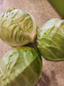 新鮮包菜卷心菜甘藍農家自種現(xiàn)摘現(xiàn)發(fā)當季新鮮蔬菜綠葉菜蓮花白 5斤 曬單實拍圖