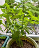 京悠雨羅勒葉九層塔盆栽可食用大苗金不換香草調(diào)料綠植物紫蘇迷迭香薄荷 九層塔(又名金不換羅勒葉)25厘米 原盆 含盆 曬單實(shí)拍圖