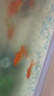 長(zhǎng)銳（CHANGRUI）側(cè)濾魚缸桌面辦公室免換水生態(tài)水草超白水族箱 K800豪華版【長(zhǎng)80 寬30 高40】 曬單實(shí)拍圖
