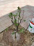雙盟蘋(píng)果樹(shù)苗盆栽南方北方種植黃金維納斯1-1.5cm【裸根苗】源頭直發(fā) 曬單實(shí)拍圖