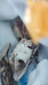 全母梭子蟹特大母蟹海蟹飛蟹螃蟹冷凍海鮮3-6兩梭子蟹新鮮 凈重3斤梭子蟹公蟹【9-15只】 曬單實拍圖