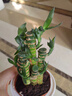 櫻霞【順豐上門】花卉植物室內桌面凈化空氣水培小綠植好養(yǎng)活驅蚊盆栽 富貴竹+透明懶人盆 帶盆 曬單實拍圖