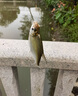 云飛魚魚鉤伊勢尼袖鉤金海夕散裝魚勾伊豆散鉤漁鉤雙勾釣魚鉤成品 鬼牙伊勢尼有刺【1號50枚】 曬單實拍圖