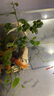 勝畫(huà)浮萍水草古法水培植物凈化水質(zhì)魚(yú)蝦水草龜缸漂浮水草專(zhuān)用造景草 圓心萍5朵 死亡包賠 曬單實(shí)拍圖
