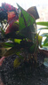 聽雪樓大盆特級紅掌盆栽花卉植物室內(nèi)綠植鴻運(yùn)當(dāng)頭四季開花好養(yǎng)中式盆景 特A級精品大盆紅掌(原盆栽好) 曬單實(shí)拍圖