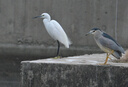 騰龍（Tamron）官方旗艦店A057 150-500mm F/5-6.7 防抖Z卡口/索尼口全畫幅微單遠攝野外防抖鏡頭騰龍150500 尼康Z卡口 套餐二【閃迪128G高速卡+相機包+一站出行裝備】 曬單實拍圖
