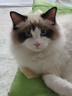 普世嘉安普世嘉超六類(lèi)千兆網(wǎng)線純無(wú)氧銅高速CAT6類(lèi)網(wǎng)絡(luò)線雙屏蔽雙絞線家用工程poe監(jiān)控辦公寬帶線足300米 超低電阻-六類(lèi)千兆純無(wú)氧銅-藍(lán)色 300米 曬單實(shí)拍圖
