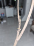 四季茶花苗山茶花樹(shù)苗地栽茶花苞庭院綠植盆栽花卉當年開(kāi)花茶梅大苗南方北方種植 多色 3年苗 曬單實(shí)拍圖
