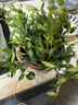 行湘鉆石翡翠吊蘭盆栽綠植垂吊客廳植物凈化空氣+塑料吊蘭盆 源頭直發(fā) 曬單實(shí)拍圖