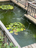 森森錦鯉魚池增氧泵魚缸養(yǎng)魚氧氣泵大氣量增氧機(jī)戶外防雨淋 30W 八孔 全套配件（適用30立方魚池使用) 曬單實(shí)拍圖