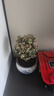 花翁 金枝玉葉多肉植物雅樂之舞綠植室內(nèi)盆景含荷韻青花瓷盆源頭直發(fā) 曬單實(shí)拍圖