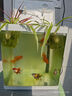金魚（Jinyu）【精品高質(zhì)】百褶泰獅金魚活體淡水好養(yǎng)錦鯉國粹 泰獅3條4-5CM【可選顏色】 曬單實(shí)拍圖