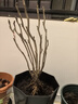 臨雅牡丹花苗正宗山東菏澤洛陽芍藥鮮花大苗室外盆栽重瓣觀賞樹苗花卉 牡丹花王大苗 曬單實拍圖