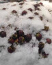 東貝雪花制冰機商用全自動(dòng)智能粗細可調臺式實(shí)驗室用冰沙不銹鋼雪花冰機火鍋店海鮮自助姿造雪花碎冰機 30KG/日【粗細可調】每小時(shí)1.25kg 曬單實(shí)拍圖