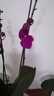 花行榜蘭花盆栽室內(nèi)植物花卉綠植 【帶花發(fā)貨】紫色蝴蝶蘭源頭直發(fā) 曬單實(shí)拍圖
