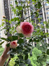 京悠雨德國薔薇花苗藤本月季大花濃香庭院爬藤植物花卉盆栽陽臺玫瑰爬墻 四季爬藤 粉龍2年苗1棵【當(dāng)年開花】 含盆 曬單實拍圖