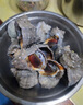 ?；蕿?青島大海螺 1500g 9-12只 規(guī)格更大 新鮮海捕 生鮮 貝類 加大9-12只 1.5kg(凈重) 曬單實(shí)拍圖