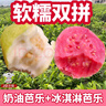 甜野里福建紅心芭樂(lè )軟糯番石榴5斤白心軟芭樂(lè )冰淇淋口感胭脂紅送禮水果 5斤甄選老樹(shù)紅芭樂(lè )【凈重4.5斤】 【JDL冷鏈速運】 曬單實(shí)拍圖